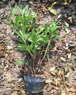 高度20厘米毛鹃