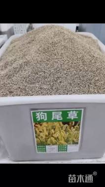 狗尾草种子