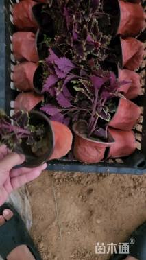 高度20厘米彩叶草