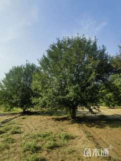 25公分绚丽海棠