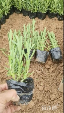 高度18厘米薰衣草