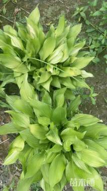 高度10厘米花叶玉簪