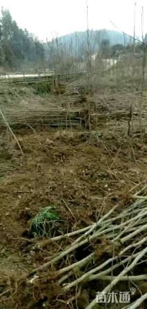 高度150厘米银杏小苗