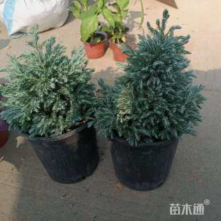 高度25厘米蓝色波尔瓦