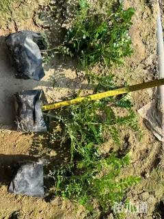 高度25厘米胡椒木