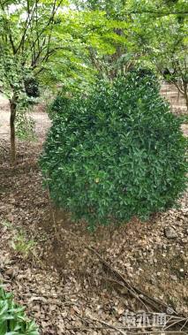 冠幅180厘米大叶黄杨球