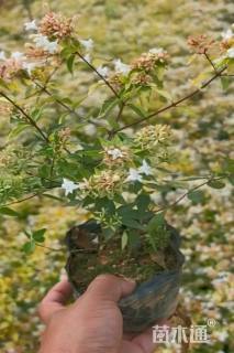 高度30厘米六道木