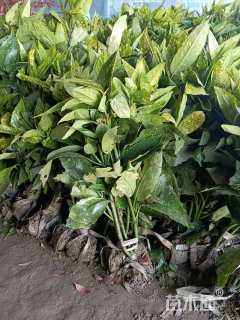 高度40厘米洒金珊瑚小苗