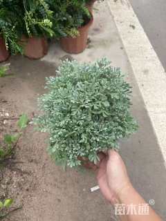 高度30厘米芙蓉菊