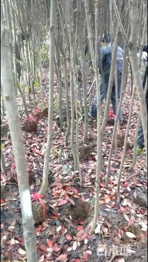 高度2600厘米红枫小苗