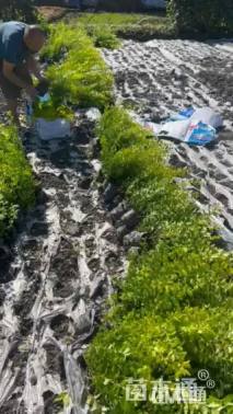 高度15厘米金叶女贞