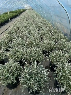 高度50厘米水果兰球