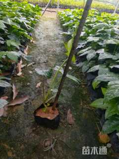 高度20厘米八角金盘