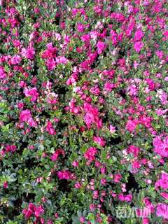 高度25厘米西洋杜鹃