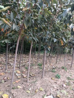 3公分柿树