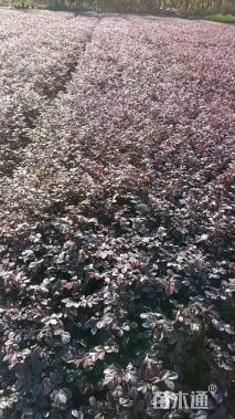 高度30厘米红花继木