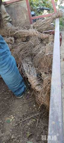 80厘米美国地锦