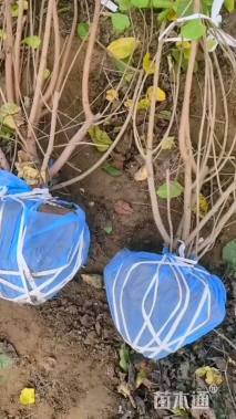 高度150厘米丛生黄栌