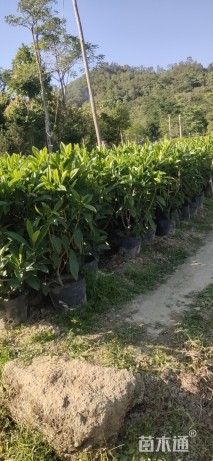高度30厘米非洲茉莉