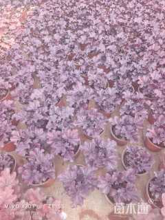 高度15厘米矾根