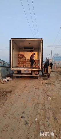 高度20厘米银叶菊