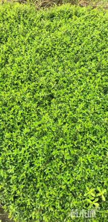 高度20厘米满天星