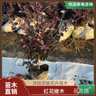 高度40厘米红花继木