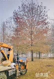 30公分娜塔栎