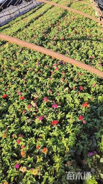 冠幅15厘米五色梅