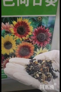彩色向日葵种子向日葵种子