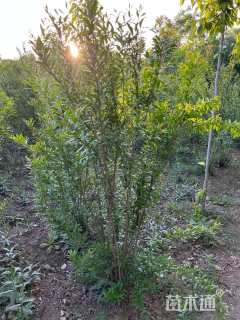 高度200厘米丛生花石榴