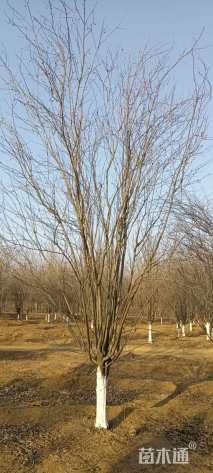 25公分西府海棠