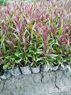 高度20厘米山桃草