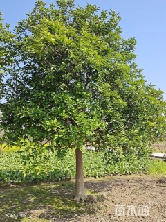 20公分丛生香橼