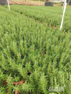 高度40厘米迷迭香