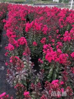 高度20厘米矮紫薇