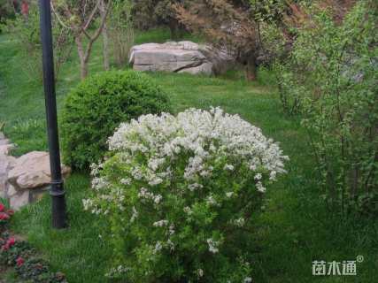 高度50厘米珍珠绣线菊