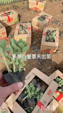 高度15厘米八宝景天