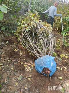 高度100厘米丛生丁香