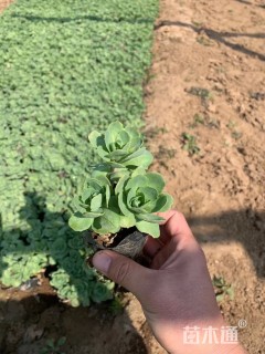 高度10厘米八宝景天