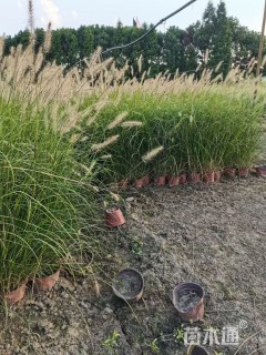 高度40厘米小兔子狼尾草