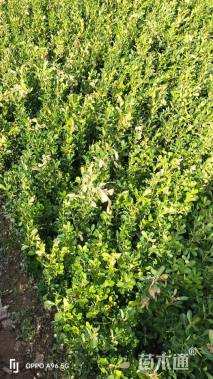 高度25厘米小叶黄杨