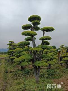 50公分造型亮晶女贞