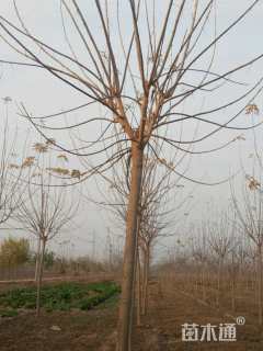 6公分金叶复叶槭