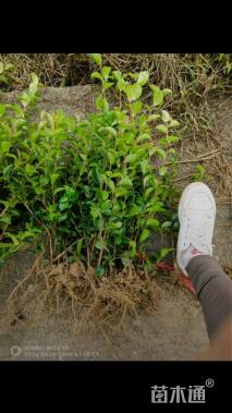 高度20厘米茶梅小苗