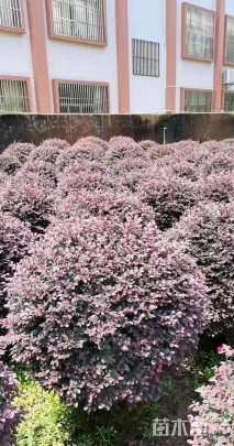 冠幅100厘米红花继木球