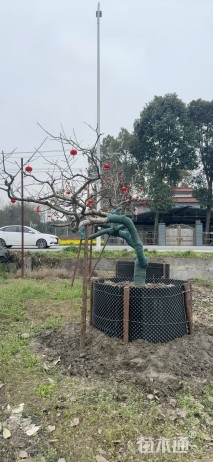 15公分龙爪柿子树