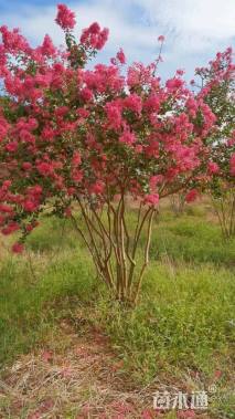 高度300厘米红花紫薇