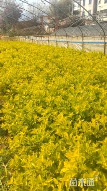 高度20厘米连翘