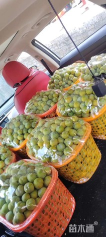 高度120厘米蜂糖李